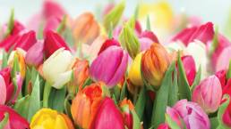 Photo of brightly coloured tulips in yellow, pink, red, and orange